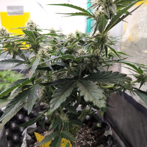 Donna- NH Nuclear Stardawg (74), 22% Sativa, 150g wet/29 dry growlog timeline photo