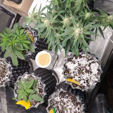 Donna- NH Nuclear Stardawg (74), 22% Sativa, 150g wet/29 dry growlog timeline photo