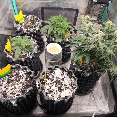 Donna- NH Nuclear Stardawg (74), 22% Sativa, 150g wet/29 dry growlog timeline photo
