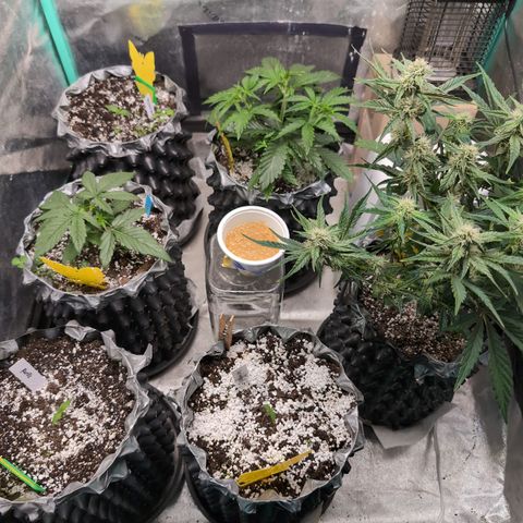 Donna- NH Nuclear Stardawg (74), 22% Sativa, 150g wet/29 dry growlog photo: No change. C'ya!