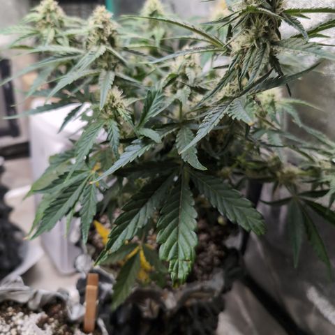Donna- NH Nuclear Stardawg (74), 22% Sativa, 150g wet/29 dry growlog photo: She won't be tamed!