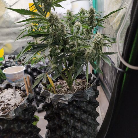 Donna- NH Nuclear Stardawg (74), 22% Sativa, 150g wet/29 dry growlog photo: She won't be tamed!