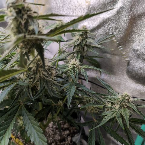 Donna- NH Nuclear Stardawg (74), 22% Sativa, 150g wet/29 dry growlog timeline photo