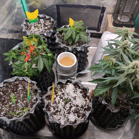 Donna- NH Nuclear Stardawg (74), 22% Sativa, 150g wet/29 dry growlog timeline photo