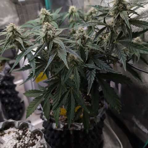 Donna- NH Nuclear Stardawg (74), 22% Sativa, 150g wet/29 dry growlog timeline photo