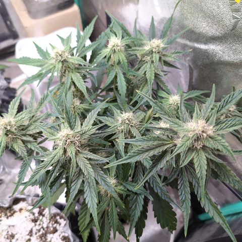 Donna- NH Nuclear Stardawg (74), 22% Sativa, 150g wet/29 dry growlog timeline photo