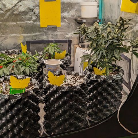 Donna- NH Nuclear Stardawg (74), 22% Sativa, 150g wet/29 dry growlog timeline photo