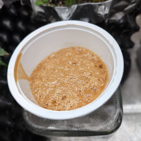 Donna- NH Nuclear Stardawg (74), 22% Sativa, 150g wet/29 dry growlog timeline photo