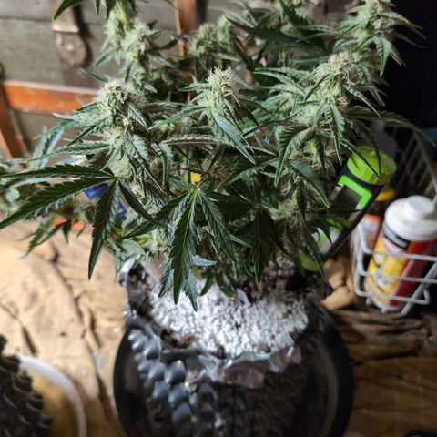 Donna- NH Nuclear Stardawg (74), 22% Sativa, 150g wet/29 dry growlog timeline photo