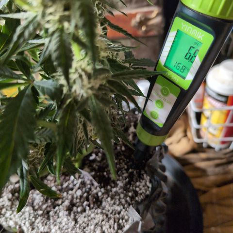 Donna- NH Nuclear Stardawg (74), 22% Sativa, 150g wet/29 dry growlog timeline photo