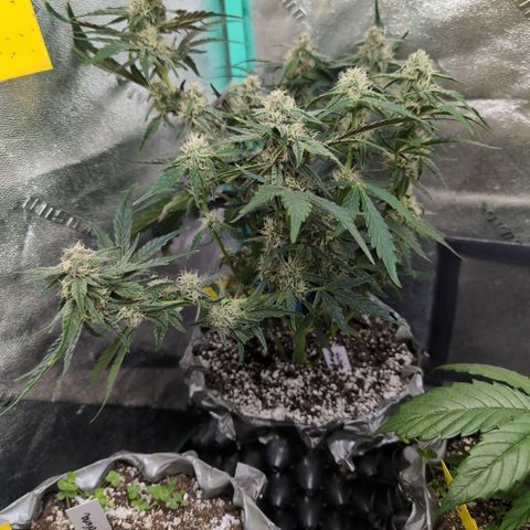 Donna- NH Nuclear Stardawg (74), 22% Sativa, 150g wet/29 dry growlog photo: Donna's corner. 😁