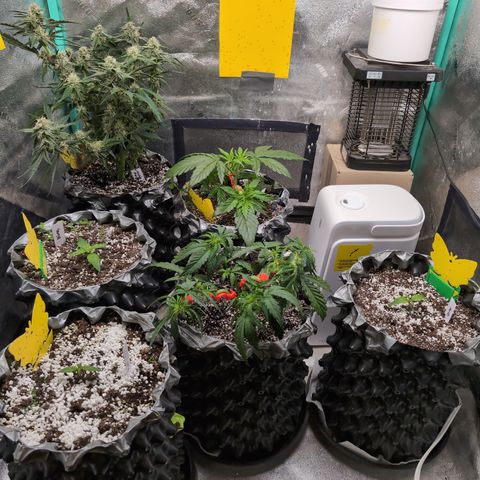 Donna- NH Nuclear Stardawg (74), 22% Sativa, 150g wet/29 dry growlog photo: I like moving them around!