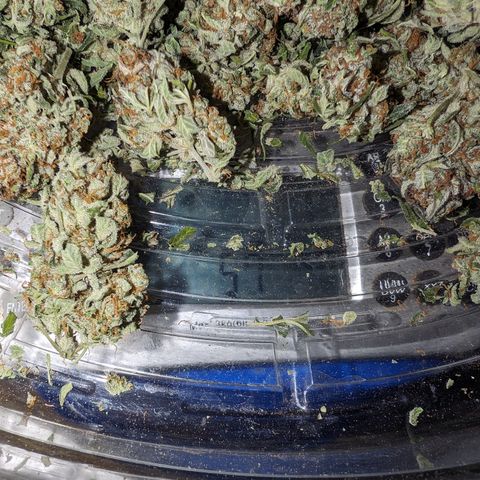 Frannie- BB Fat Bastard (90), Hybrid, 30-38%, 312 wet/57 dry growlog timeline photo