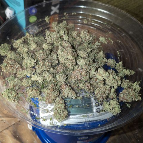 Frannie- BB Fat Bastard (90), Hybrid, 30-38%, 312 wet/57 dry growlog timeline photo