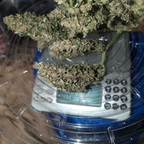 Anita-NH ATF (73), 13-27%, Sativa 149g wet/25g dry growlog photo: 32g before