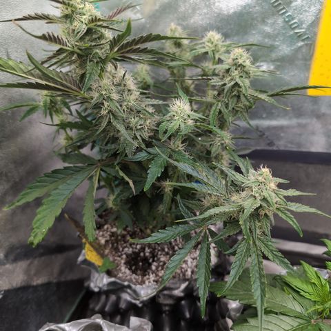 Donna- NH Nuclear Stardawg (74), 22% Sativa, 150g wet/29 dry growlog timeline photo