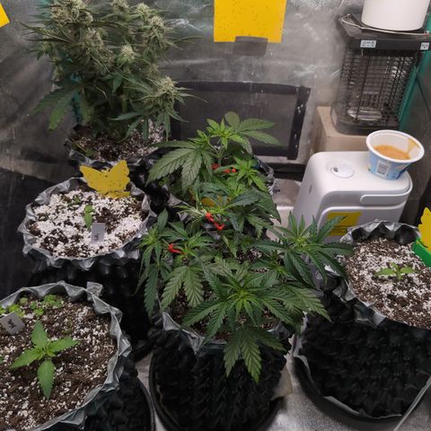 Donna- NH Nuclear Stardawg (74), 22% Sativa, 150g wet/29 dry growlog timeline photo