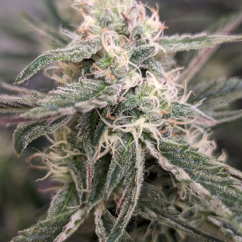 Donna- NH Nuclear Stardawg (74), 22% Sativa, 150g wet/29 dry growlog timeline photo