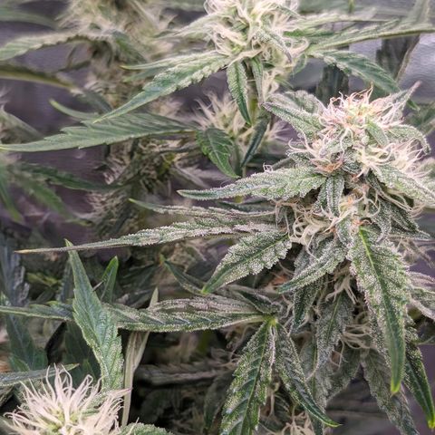Donna- NH Nuclear Stardawg (74), 22% Sativa, 150g wet/29 dry growlog timeline photo