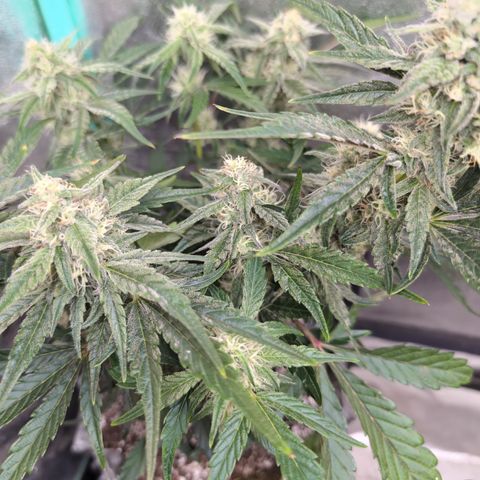 Donna- NH Nuclear Stardawg (74), 22% Sativa, 150g wet/29 dry growlog photo: Very frosty!