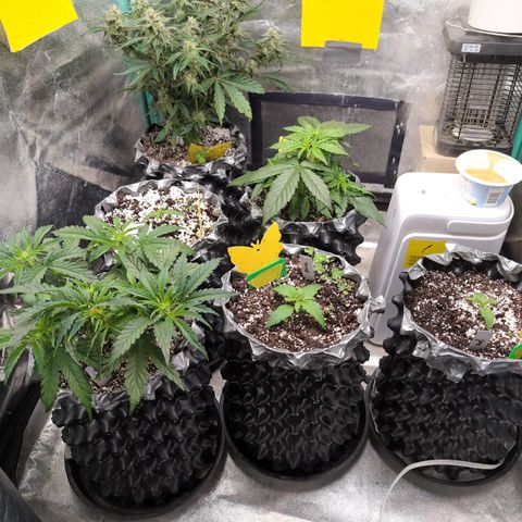 Donna- NH Nuclear Stardawg (74), 22% Sativa, 150g wet/29 dry growlog timeline photo
