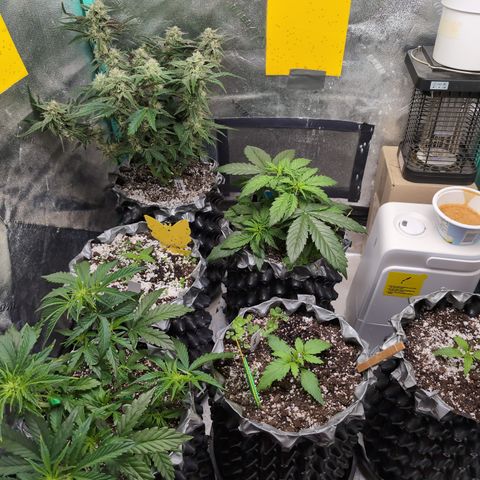 Donna- NH Nuclear Stardawg (74), 22% Sativa, 150g wet/29 dry growlog timeline photo