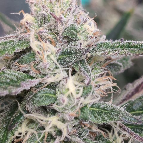 Donna- NH Nuclear Stardawg (74), 22% Sativa, 150g wet/29 dry growlog timeline photo