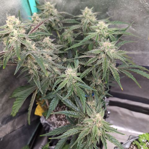 Donna- NH Nuclear Stardawg (74), 22% Sativa, 150g wet/29 dry growlog timeline photo