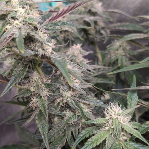 Donna- NH Nuclear Stardawg (74), 22% Sativa, 150g wet/29 dry growlog timeline photo