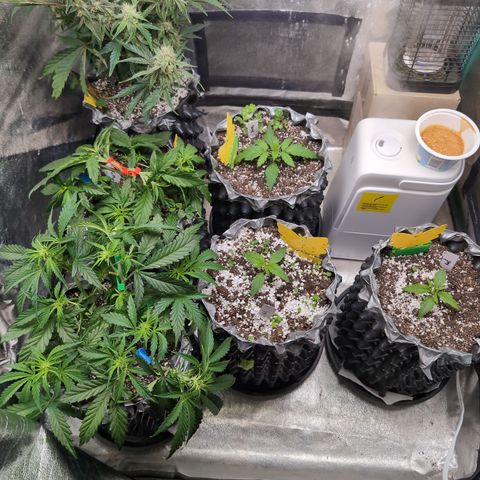 Donna- NH Nuclear Stardawg (74), 22% Sativa, 150g wet/29 dry growlog timeline photo