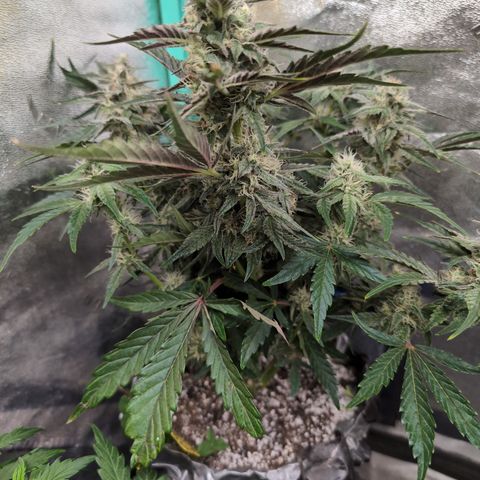 Donna- NH Nuclear Stardawg (74), 22% Sativa, 150g wet/29 dry growlog timeline photo