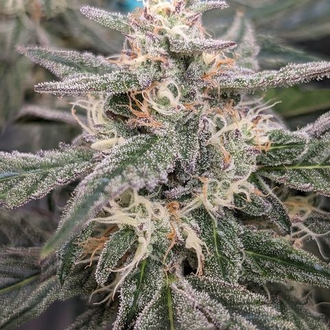 Donna- NH Nuclear Stardawg (74), 22% Sativa, 150g wet/29 dry growlog timeline photo