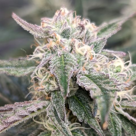 Donna- NH Nuclear Stardawg (74), 22% Sativa, 150g wet/29 dry growlog timeline photo