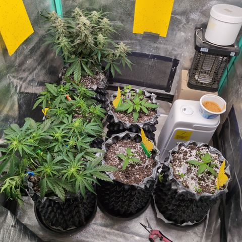 Donna- NH Nuclear Stardawg (74), 22% Sativa, 150g wet/29 dry growlog timeline photo