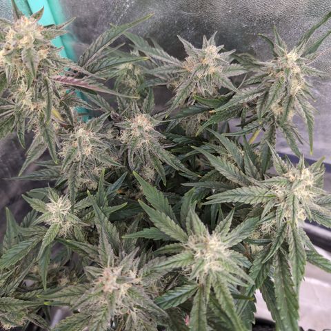 Donna- NH Nuclear Stardawg (74), 22% Sativa, 150g wet/29 dry growlog timeline photo