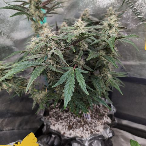 Donna- NH Nuclear Stardawg (74), 22% Sativa, 150g wet/29 dry growlog timeline photo