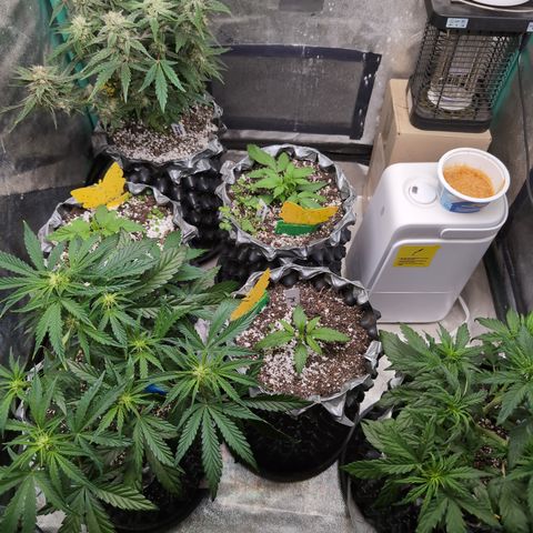 Donna- NH Nuclear Stardawg (74), 22% Sativa, 150g wet/29 dry growlog timeline photo