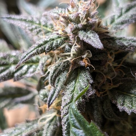 Donna- NH Nuclear Stardawg (74), 22% Sativa, 150g wet/29 dry growlog photo: She has amber.