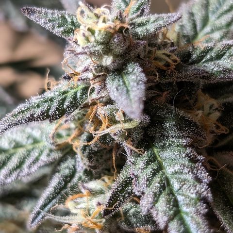 Donna- NH Nuclear Stardawg (74), 22% Sativa, 150g wet/29 dry growlog photo: She has amber.