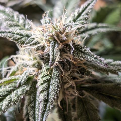Donna- NH Nuclear Stardawg (74), 22% Sativa, 150g wet/29 dry growlog photo: She has amber.