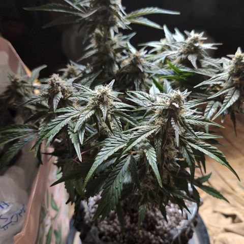 Donna- NH Nuclear Stardawg (74), 22% Sativa, 150g wet/29 dry growlog photo: Going dark.