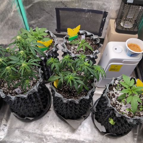 Donna- NH Nuclear Stardawg (74), 22% Sativa, 150g wet/29 dry growlog photo: Time to start more!