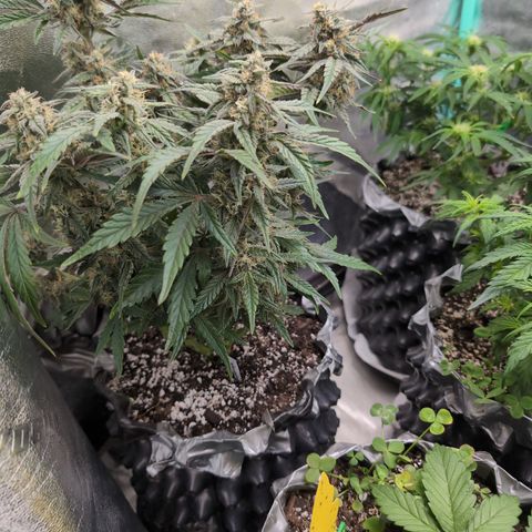 Donna- NH Nuclear Stardawg (74), 22% Sativa, 150g wet/29 dry growlog photo: She's back. 