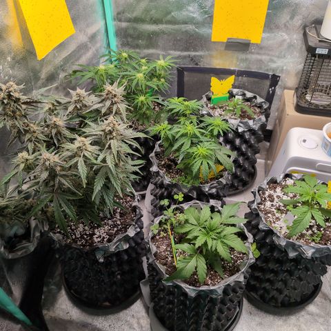 Donna- NH Nuclear Stardawg (74), 22% Sativa, 150g wet/29 dry growlog timeline photo