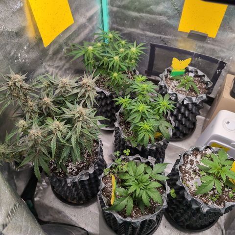 Donna- NH Nuclear Stardawg (74), 22% Sativa, 150g wet/29 dry growlog timeline photo