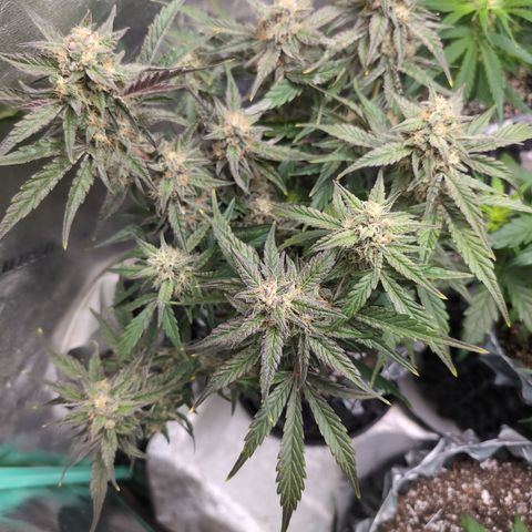 Donna- NH Nuclear Stardawg (74), 22% Sativa, 150g wet/29 dry growlog timeline photo