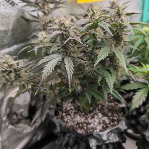 Donna- NH Nuclear Stardawg (74), 22% Sativa, 150g wet/29 dry growlog timeline photo