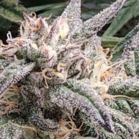 Donna- NH Nuclear Stardawg (74), 22% Sativa, 150g wet/29 dry growlog timeline photo