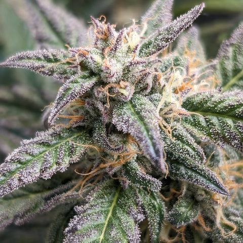 Donna- NH Nuclear Stardawg (74), 22% Sativa, 150g wet/29 dry growlog timeline photo