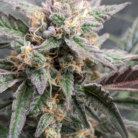 Donna- NH Nuclear Stardawg (74), 22% Sativa, 150g wet/29 dry growlog timeline photo